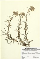 藏品(玉山抱莖籟蕭)的圖片